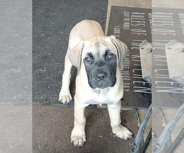 Medium Photo #3 Mastiff-Unknown Mix Puppy For Sale in Belleville, MI, USA