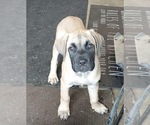Small #2 Mastiff Mix