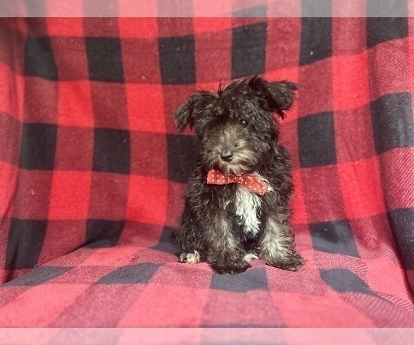 Medium Photo #7 Schnauzer (Miniature) Puppy For Sale in LAKELAND, FL, USA