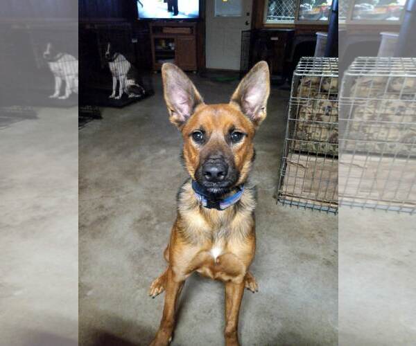 Medium Photo #3 Mutt Puppy For Sale in Stevens Point, WI, USA