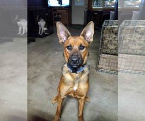 Kya - OH - Female Mutt Dog for Adoption - Photo #3