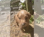 Small Photo #6 Goldendoodle Puppy For Sale in FAYETTEVILLE, TN, USA