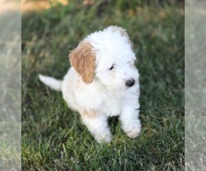 Miniature Bernedoodle-Poodle (Miniature) Mix Puppy for sale in GOSHEN, IN, USA