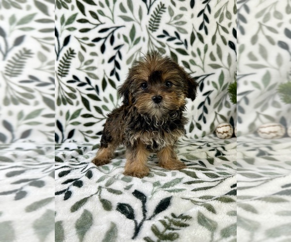 Medium Photo #2 Shorkie Tzu Puppy For Sale in GREENFIELD, IN, USA