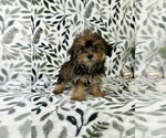 Small #1 Shorkie Tzu