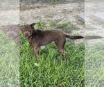 Small #2 Labrador Retriever Mix