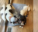 Small #3 American Pit Bull Terrier Mix