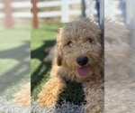 Small #5 Goldendoodle-Poodle (Toy) Mix