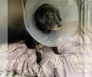 Labrador Retriever Dogs for adoption in San Antonio, TX, USA