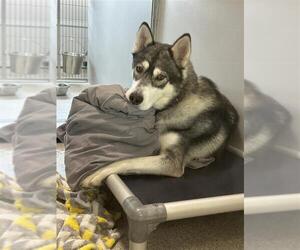 Siberian Husky-Unknown Mix Dogs for adoption in Elk Grove, CA, USA