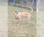 Small Photo #4 Mastiff-Unknown Mix Puppy For Sale in Stover, MO, USA