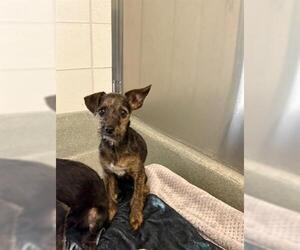 Mutt Dogs for adoption in San Martin, CA, USA