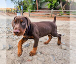 Small Photo #93 Doberman Pinscher Puppy For Sale in FORT LAUDERDALE, FL, USA