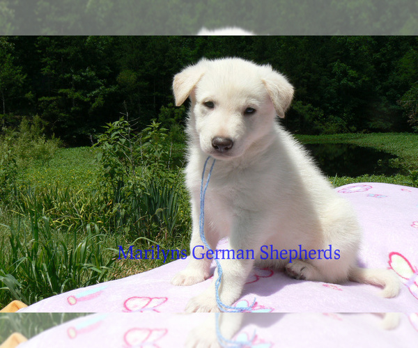 Medium Photo #6 German Shepherd Dog Puppy For Sale in PIEDMONT, MO, USA