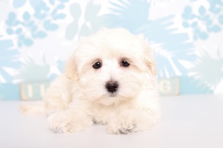 Maltipoo-Poodle (Toy) Mix Puppy for sale in NAPLES, FL, USA
