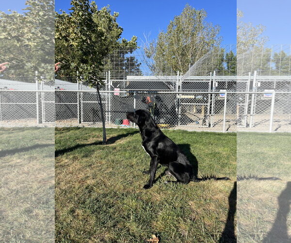 Medium Photo #1 Mutt Puppy For Sale in Emmett, ID, USA