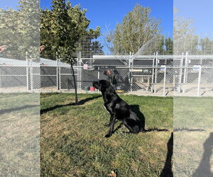 Mutt Dogs for adoption in Emmett, ID, USA