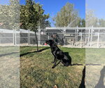 Chuck - Male Mutt Dog for Adoption - Small photo