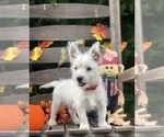Small Photo #10 West Highland White Terrier Puppy For Sale in MALVERN, AR, USA