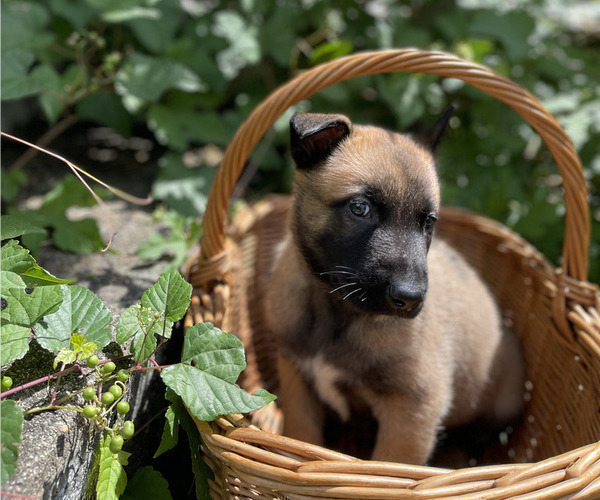 Medium Photo #3 Belgian Malinois Puppy For Sale in S CHARLESTON, WV, USA