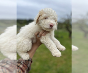 Miniature Bernedoodle Dog for Adoption in OLYMPIA, Washington USA