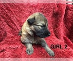 Puppy Puppy 2 German Shepherd Dog