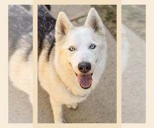 - Mix Dogs for adoption in Elk Grove, CA, USA