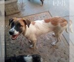 Small #11 Mutt