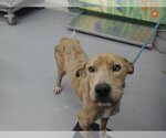 Small Catahoula Leopard Dog Mix