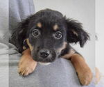 Small #5 Australian Shepherd Mix