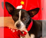 Small #1 Chihuahua Mix