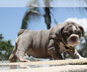 Bulldog Puppy for sale in MURRIETA, CA, USA