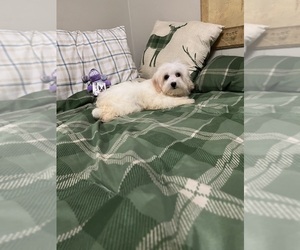 Maltese-Poodle (Toy) Mix Puppy for sale in BENSON, NC, USA