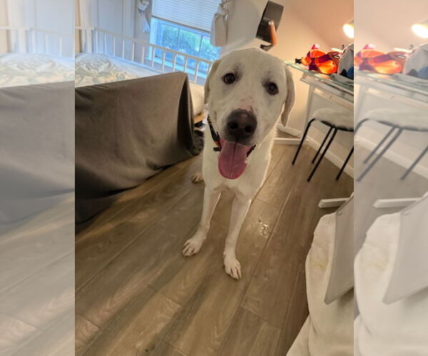 Medium Photo #10 Great Pyrenees-Unknown Mix Puppy For Sale in Houston, TX, USA