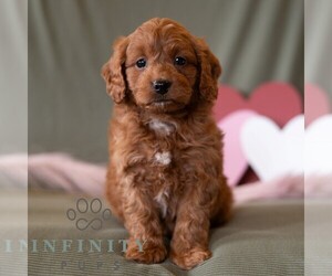 Cavapoo (Miniature) Puppy for sale in DORNSIFE, PA, USA