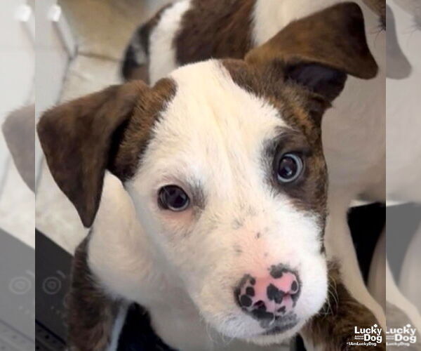 Medium Photo #1 Mutt Puppy For Sale in Washington, DC, USA