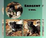 Puppy Sargent German Shepherd Dog