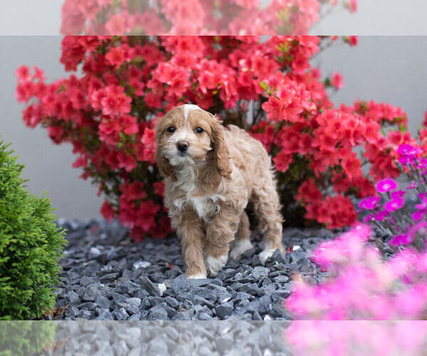 Medium Photo #10 Cocker Spaniel-Poodle (Miniature) Mix Puppy For Sale in WARSAW, IN, USA