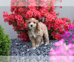Small Photo #10 Cocker Spaniel-Poodle (Miniature) Mix Puppy For Sale in WARSAW, IN, USA