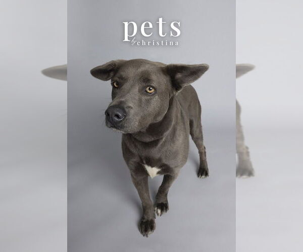 Medium Photo #4 Unknown-Weimaraner Mix Puppy For Sale in Foristell, MO, USA