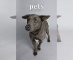 Small #3 Weimaraner Mix