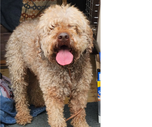 Medium Photo #1 Lagotto Romagnolo Puppy For Sale in WEBBERVILLE, TX, USA