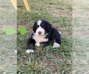 Bernedoodle-Bernese Mountain Dog Mix Puppy for sale in INMAN, SC, USA