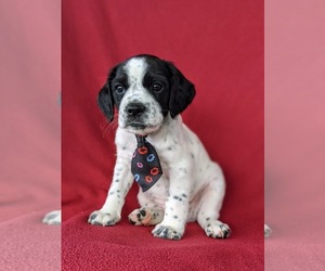 Cocker Spaniel-Jack Russell Terrier Mix Puppy for sale in NARVON, PA, USA