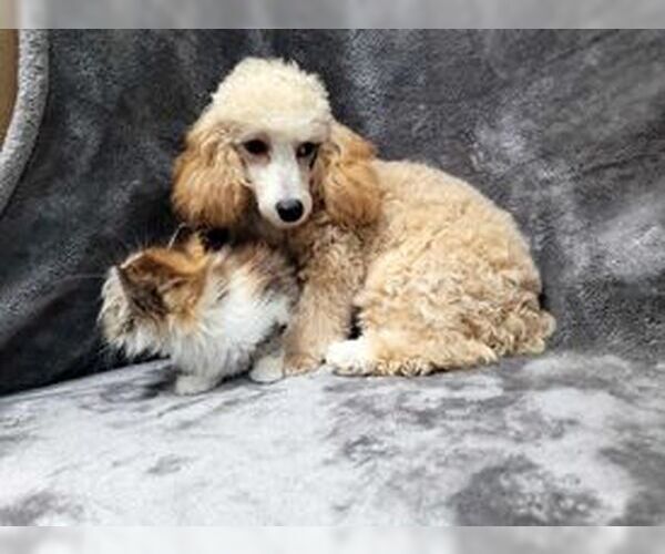 Medium Photo #8 Poodle (Toy) Puppy For Sale in Lincolnwood, IL, USA