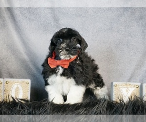 Schnauzer (Miniature) Puppy for sale in WARSAW, IN, USA