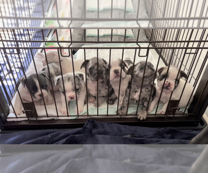 French Bulldog Puppy for sale in MURFREESBORO, TN, USA