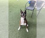 Small Boxer Mix
