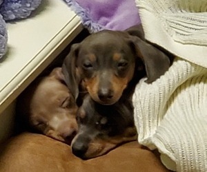 Dachshund Puppy for sale in HELOTES, TX, USA