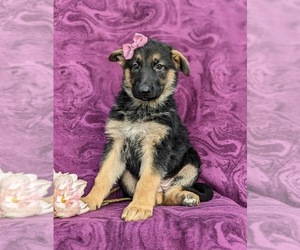 German Shepherd Dog Puppy for sale in COCHRANVILLE, PA, USA